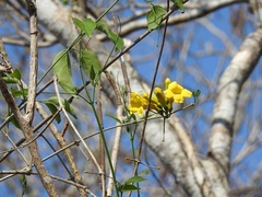 Anemopaegma chrysanthum