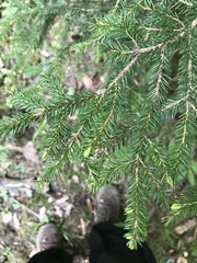 Picea orientalis