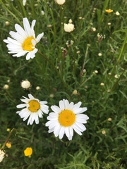 Leucanthemum vulgare