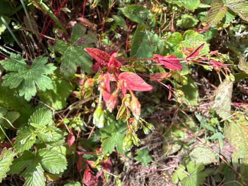 Persicaria nepalensis observed 2026-10-20