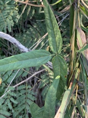 Rhynchosia totta totta