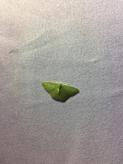 Synchlora irregularia