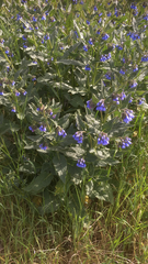 Symphytum caucasicum