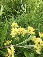 Primula veris