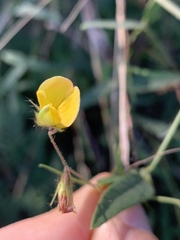 Rhynchosia totta totta