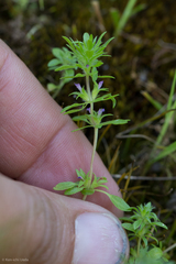 Pogogyne zizyphoroides