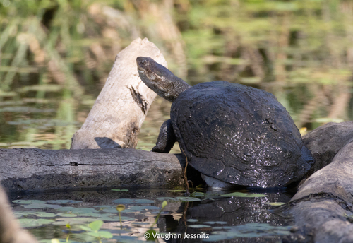 Serrated Hinged Terrapin