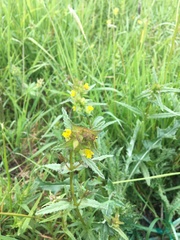 Rhinanthus minor