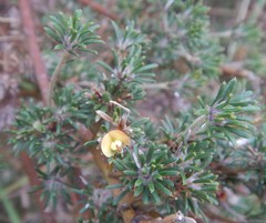 Phyllota pleurandroides