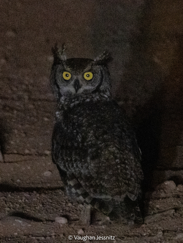 iNaturalist image