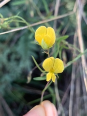 Rhynchosia totta totta