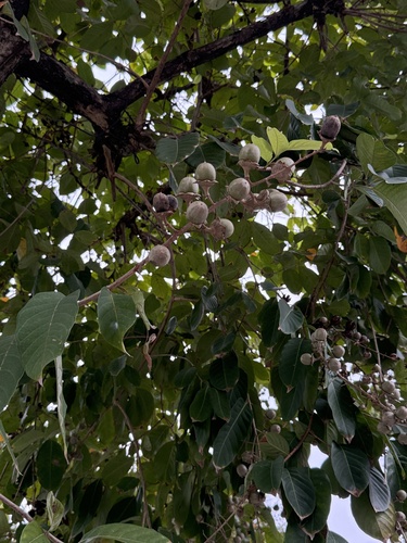 Lagerstroemia observed 2026-10-20