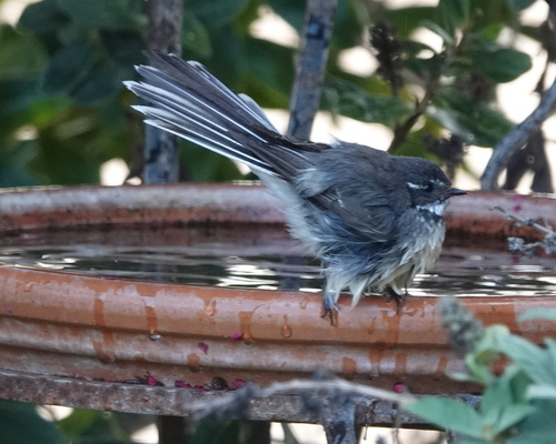 Grey Fantail, Narrikup WA 6326, Australia, photo 10 of 10