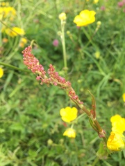 Rumex acetosa