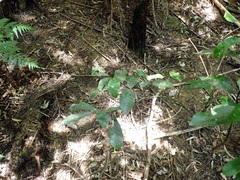Hedycarya arborea