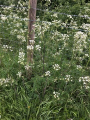 Anthriscus sylvestris