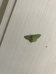 Omphacodes punctilineata