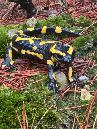 Fire Salamander