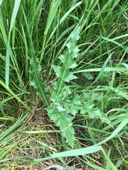 Cirsium arvense