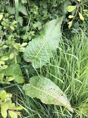 Rumex obtusifolius