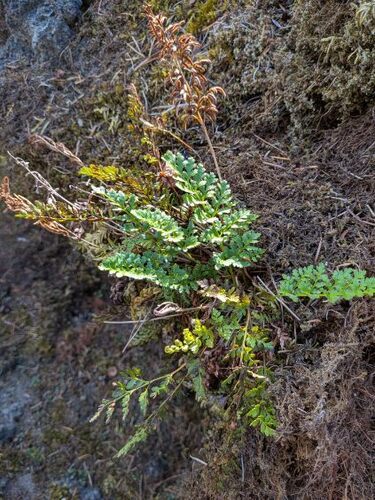 Cryptogramma stelleri, 2026-10-19