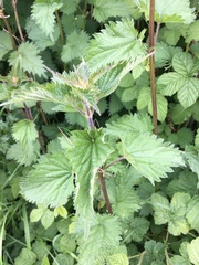 Urtica dioica