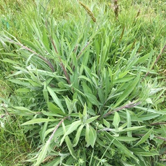 Centaurea