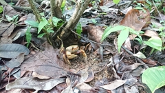 Nanhaipotamon formosanum