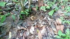 Nanhaipotamon formosanum