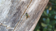 Chloromyia