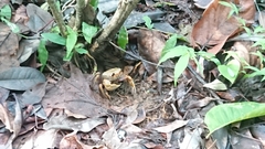 Nanhaipotamon formosanum