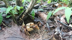 Nanhaipotamon formosanum