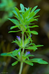 Pogogyne zizyphoroides