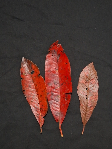 Elaeocarpus angustifolius observed 2026-10-20