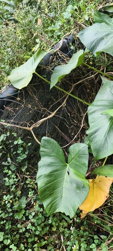 Xanthosoma sagittifolium observed 2026-10-20