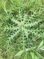 Cirsium vulgare