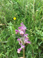 Anacamptis morio