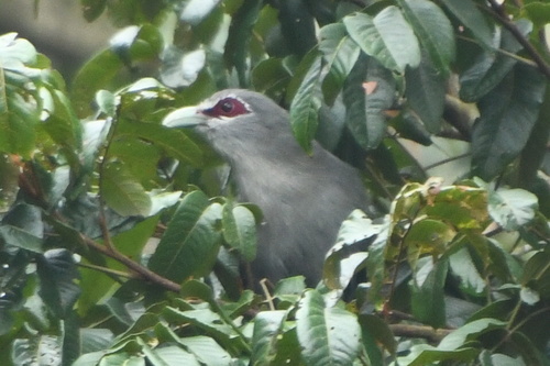 Rhopodytes tristis, 2026-10-20