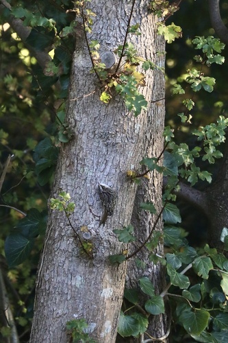 Short-toed Treecreeper