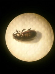 Chrysolina marginata