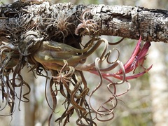 Tillandsia caput-medusae