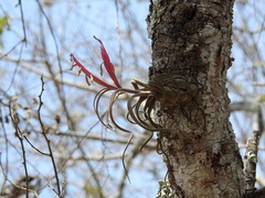 Tillandsia caput-medusae