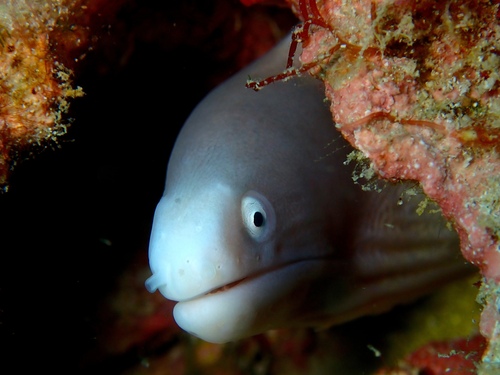 Gymnothorax thyrsoideus observed 2026-10-20