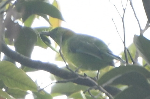 Chloropsis cochinchinensis observed 2026-10-20