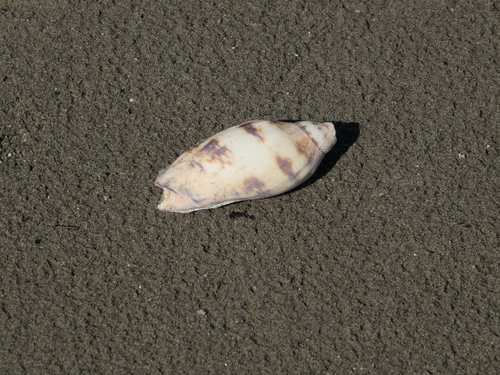 Alcithoe observed 2026-10-18