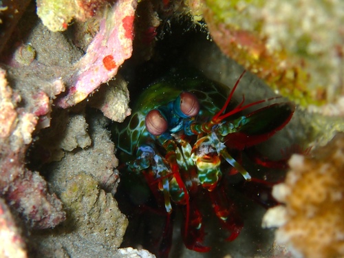Odontodactylus observed 2026-10-20