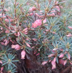 Brachyloma ericoides