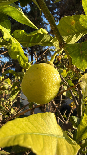 Citrus medica observed 2026-10-20