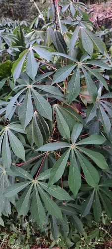 Manihot esculenta observed 2026-10-20