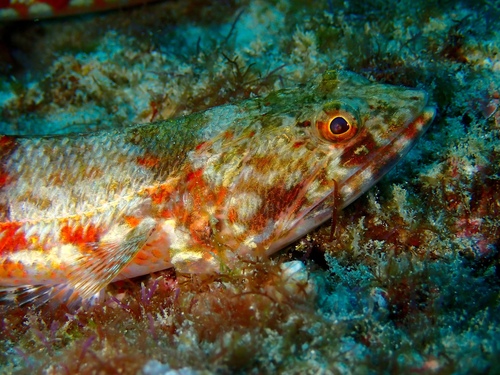 Synodus variegatus observed 2026-10-20